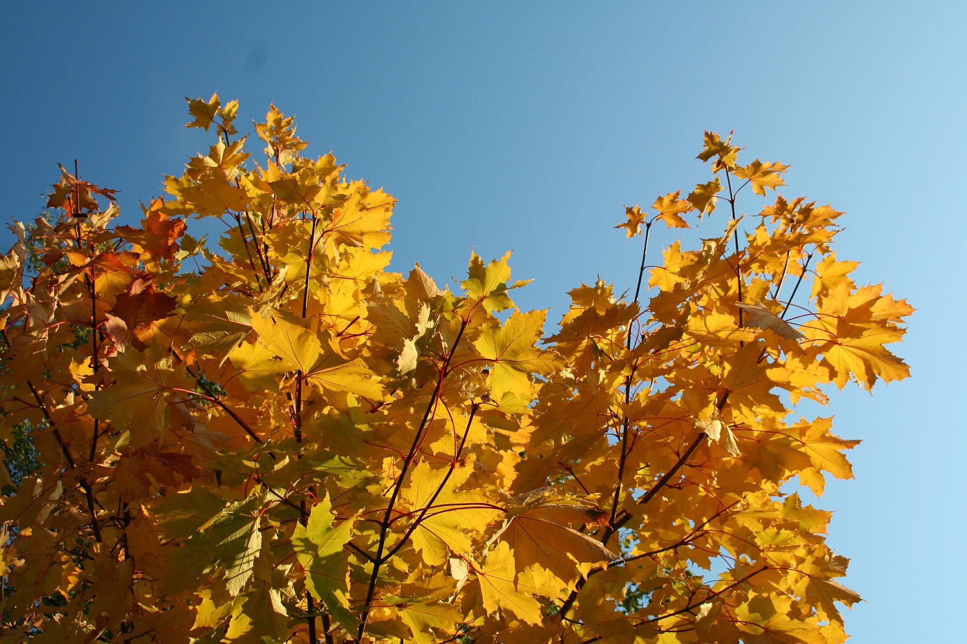 Herbstlicher Baum